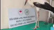 Kızılırmak’ın kanadı kırık misafiri yeniden gökyüzüyle buluştu