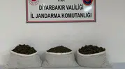 Diyarbakır'da zehir tacirlerine ağır darbe: Binlerce kök kenevir imha edildi