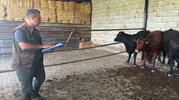 Afyonkarahisar'da hayvancılık hamlesi: 13. etapta düveler mercek altına alındı