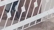 Elazığ'da şaşkına çeviren anlar: Kapı koluna asılan kedi kilidi böyle açtı