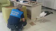 Duyarlı vatandaşların ihbarı leyleğin hayatını kurtardı