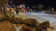 Kahramanmaraş'ta korkutan kaza: Refüjdeki ağaca çarpan otomobil takla attı