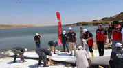 Kilis'in su kaynaklarında devasa hareketlilik: 600 bin yavru balık sularla buluştu