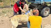 Köpek sahiplerine ağır yaptırım uyarısı: Kayıt yaptırmayana 10 bin, sokağa terk edene 108 bin TL fatura