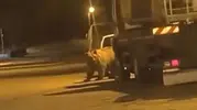 Saraydüzü'nde gece yarısı sürprizi: Park halindeki araçların arasında gezintiye çıktı