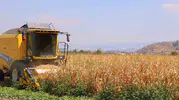 Kahramanmaraşlı çiftçinin mısır mesaisi: Beklenen rekolte iklim engeline takıldı