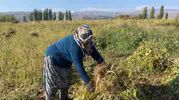 Erzincan Çayırlı'da beyaz altın mesaisi: Tarlada hasat heyecanı başladı