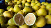 Çiftçinin 5 liraya sattığı limon markette 100 lirayı buldu: Hasat başladı ama yüzler gülmüyor