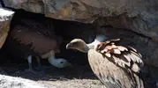Cehennem Deresi'nin gökyüzü sakinleri ilk uçuşlarına hazırlanıyor
