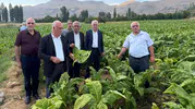 Çelikhan'da 15 dakikalık kabus: Tütün tarlaları yerle bir oldu