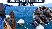 Karadeniz'in midye üretim üssü Sinop'ta rekor verim: 9 ayda 182 ton hasat