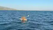 Söke açıklarında korku dolu anlar: Kürek sörfü keyfi kabusa dönüştü