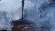 Aydın'da ormanlık alanda korkutan dumanlar: Ekipler zamanla yarıştı