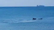 Marmara'nın sürpriz misafirleri Tekirdağ sahilinde keyifli anlar yaşattı