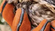 Doğanın sessiz sakinleri yeniden özgürlüğe kanat çırptı