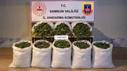 Bafra kırsalında zehir tacirlerine jandarma darbesi