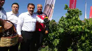 Hatay'ın bereketli topraklarında bağ bozumu heyecanı: Hedef 85 bin ton üzüm
