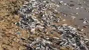 Milas sahilinde ürküten manzara: Binlerce balık kıyıya vurdu