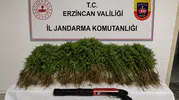 Yaylım köyünde jandarma baskını: Kenevir tarlasına suçüstü