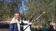 Ayvalık'ta Cumhuriyet coşkusu zeytin hasadıyla birleşiyor: 21. festival için geri sayım başladı