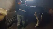 Düzce'de hayvancılıkta kritik önlem: Köy köy gezerek aşı seferberliği başlattılar