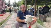 Samsun'un küçük maskotu: Bir kuzunun insanlarla kurduğu şaşırtıcı bağ