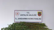 Antalya'da jandarmadan şafak operasyonu: Bahçesinde kenevir yetiştirmiş