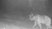 Çankırı ormanlarında gizemli misafir: Fotokapanlar o anları kaydetti