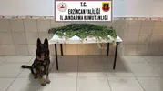 Üzümlü’de kenevir baskını: İki kişi demir parmaklıklar ardına gönderildi