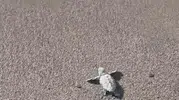 Bodrum sahillerinde minik misafirler: Caretta carettaların zorlu yolculuğu başladı