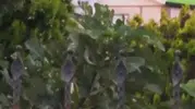 Çatıdaki trajik kurtarma girişimi: Akıma kapılan genç hayatını kaybetti