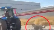 Diyarbakır'da vicdanları sızlatan görüntü: Traktörün arkasına bağlayıp koşturdu