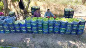 86 yaşında tarlanın hakimi: Sabah kuşun sesiyle uyanıp günde 6 ton biber üretiyor