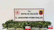 Alanya'da Jandarmadan Uyuşturucuya Geçit Yok: Evde 24 Kök Kenevir ve 2 Kilo 642 Gram Esrar Yakalandı