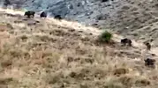 Yılların emeği bir gecede yok oldu: Sınır köyünde domuz istilası