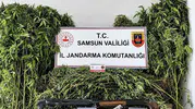 Samsun'da jandarma baskını: Tarladan cephanelik çıktı