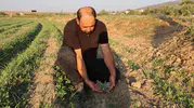 Aydınlı üreticinin enginarla imtihanı: Mısır enginarı karşısında tarlada kalan emekler