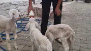 Sarıgöl'de Beklenmedik Sürpriz: Üçüz Kuzuların Biberon Mesaisi