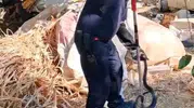 Hatay'da müstakil evin bahçesinde dehşet anları: İki metrelik davetsiz misafir