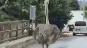 Şile trafiğinde beklenmedik misafir: Sürücülerin şaşkın bakışları arasında caddede koştu