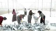 Afyonkarahisarlı kadınlar kendi geleceklerini inşa ediyor: Sera kurulumunda bizzat çalışıyorlar