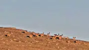 Neşterini bıraktı, doğanın en nadir anlarını yakalamak için zirveye çıktı