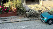 Kuşadası'nda gündüz vakti şaşkına çeviren görüntü: Sokak aralarında domuz sürüsü