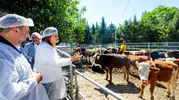 Afyonkarahisar'da bir ilk: Belediye kendi çiftliğini kurarak et fiyatlarına müdahale ediyor