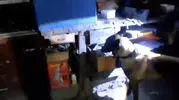 Tokat'ta şafak vakti silah baskını: Cephanelik gibi evlere 11 gözaltı