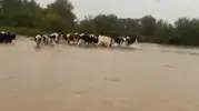 Kandıra'da sular yükselince merada can pazarı yaşandı