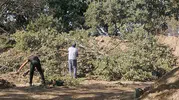 Antik mirasın gün yüzüne çıkması için meşe ağaçlarına veda: Adramytteion'da kritik karar