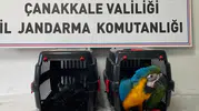 1915 Çanakkale Köprüsü'nde şüpheli araç durduruldu: Bagajdan nesli tükenmekte olan egzotik türler çıktı