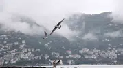 Karadeniz'in zirvesinde sisli masal: Boztepe'de doğa yeniden uyandı
