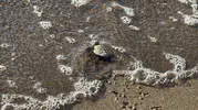 Bodrum sahillerinde duygulandıran anlar: 62 minik caretta caretta mavi sulara kavuştu